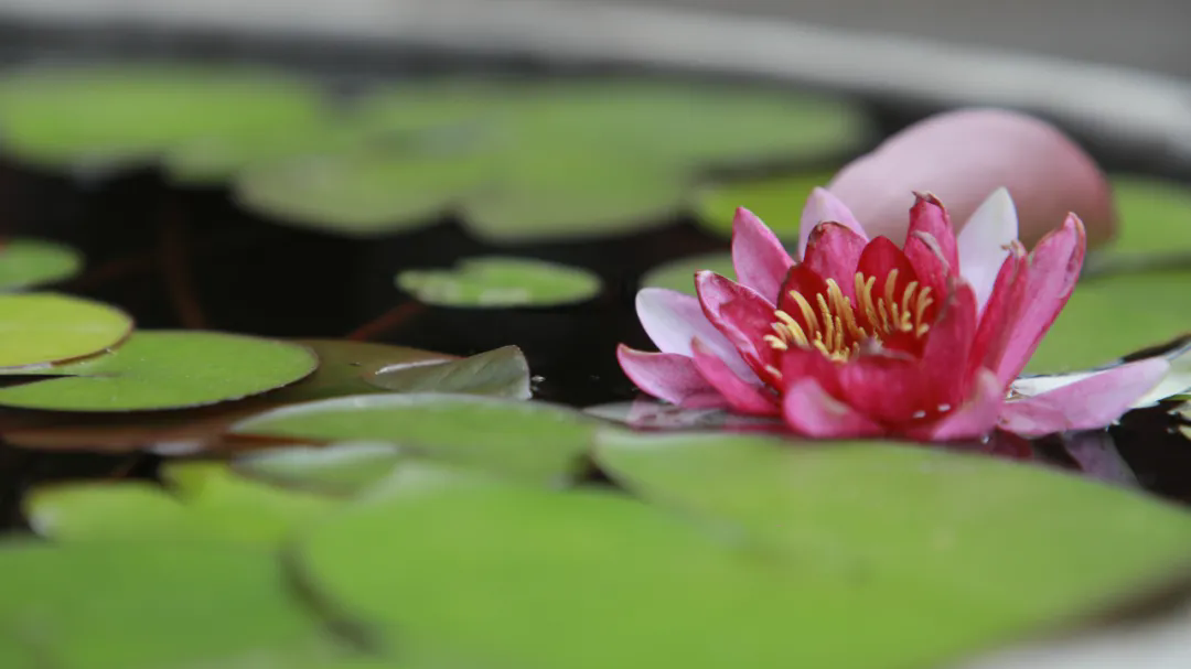 640.webp (6).png